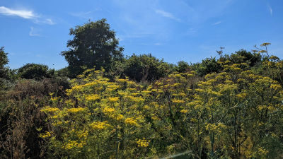 Dane Valley Woods